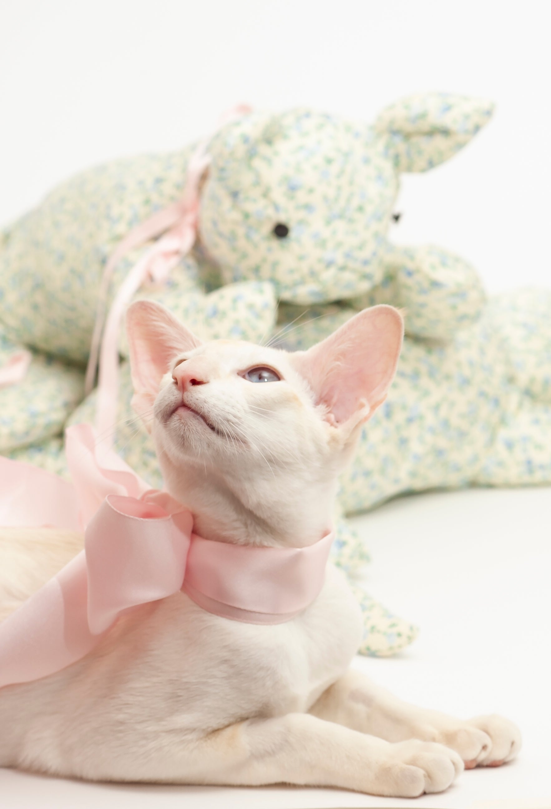 Cat Bag Flower